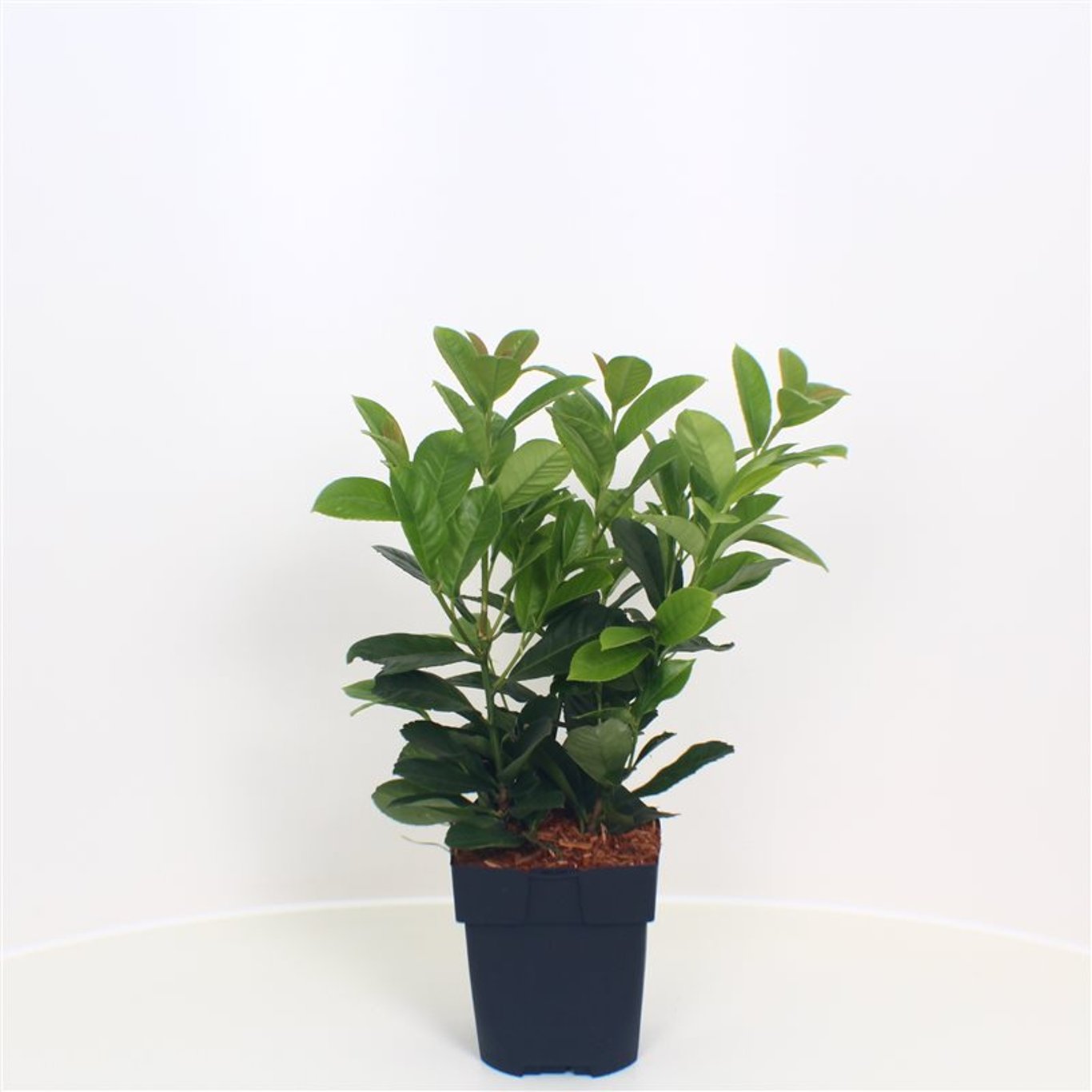 Prunus l. 'Anbri' - C2 55-60 CM